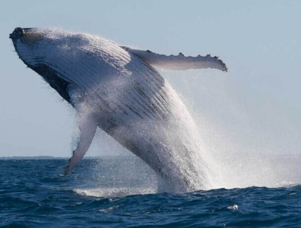 sunshine coast whale watching